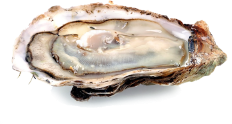蠔站 Oyster Station